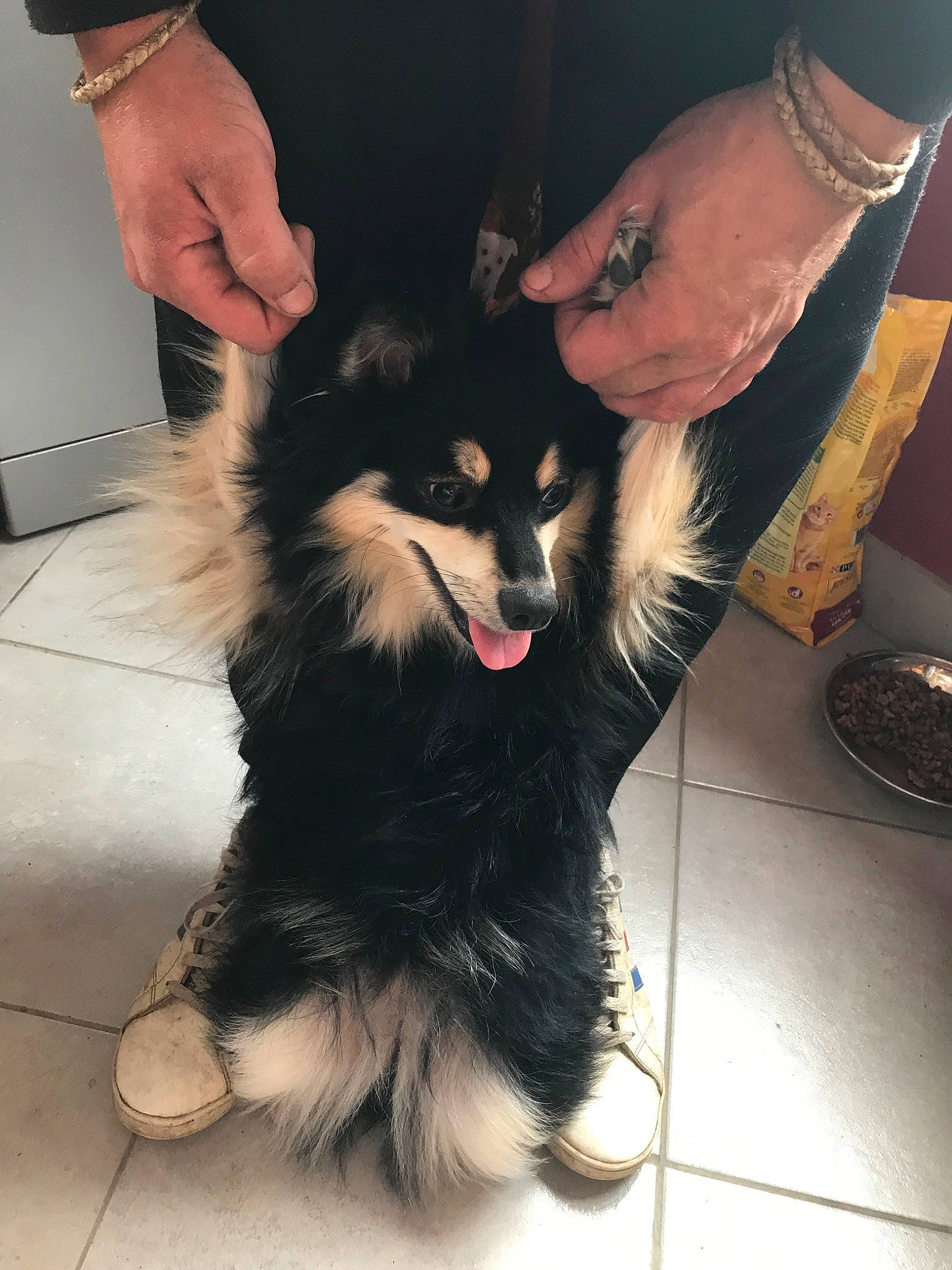 Nana a rejoint le concours — aidez-le/la à gagner de superbes lots ! black_hair, canidae, carnivore, companion_dog, dog, dog_breed, ear, finnish_lapphund, fur, hand, mammal, pomeranian, puppy, rare_breed_dog, spitz