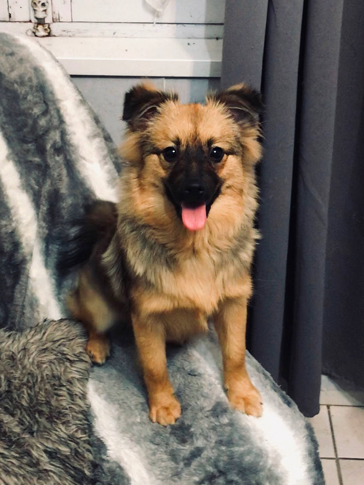 Pookie participe au concours pour gagner de l'argent avec cette photo : canidae, carnivore, companion_dog, dog, dog_breed, fawn, mammal, pomeranian, puppy, rare_breed_dog, tibetan_spaniel, vertebrate
