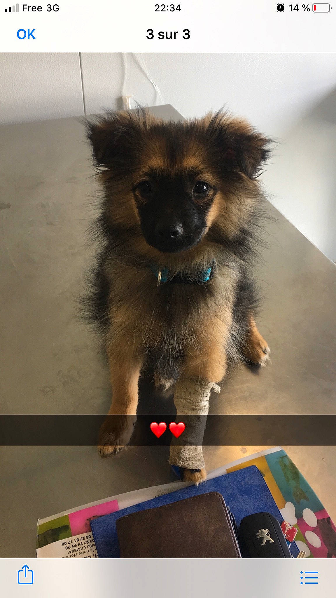 Pookie a rejoint le concours — aidez-le/la à gagner de superbes lots ! canidae, carnivore, companion_dog, dog, dog_breed, fawn, german_spitz, german_spitz_klein, german_spitz_mittel, keeshond, mammal, non_sporting_group, pomeranian, puppy, spitz