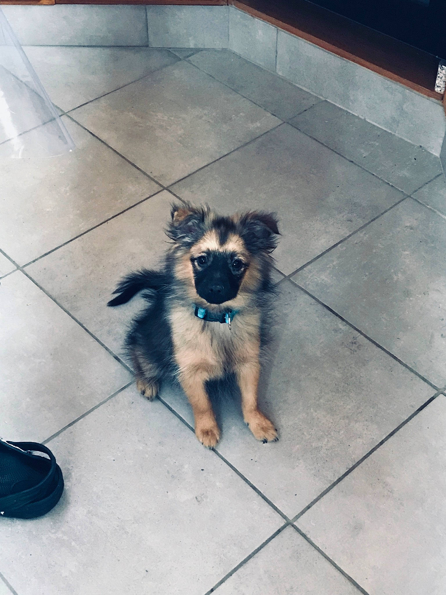 Pookie participe au concours pour gagner de l'argent avec cette photo : canidae, carnivore, companion_dog, dog, dog_breed, fawn, german_shepherd_dog, mammal, puppy, rare_breed_dog, sporting_group, vertebrate