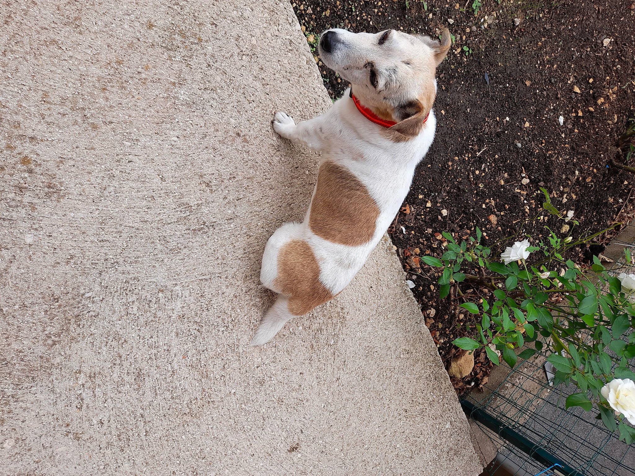 Mario participe au concours pour gagner de l'argent avec cette photo : canidae, carnivore, companion_dog, dog, dog_breed, fawn, felidae, flower, flowerpot, fur, grass, paw, plant, small_to_medium_sized_cats, snout, sporting_group, tail, terrestrial_animal, trunk, whiskers