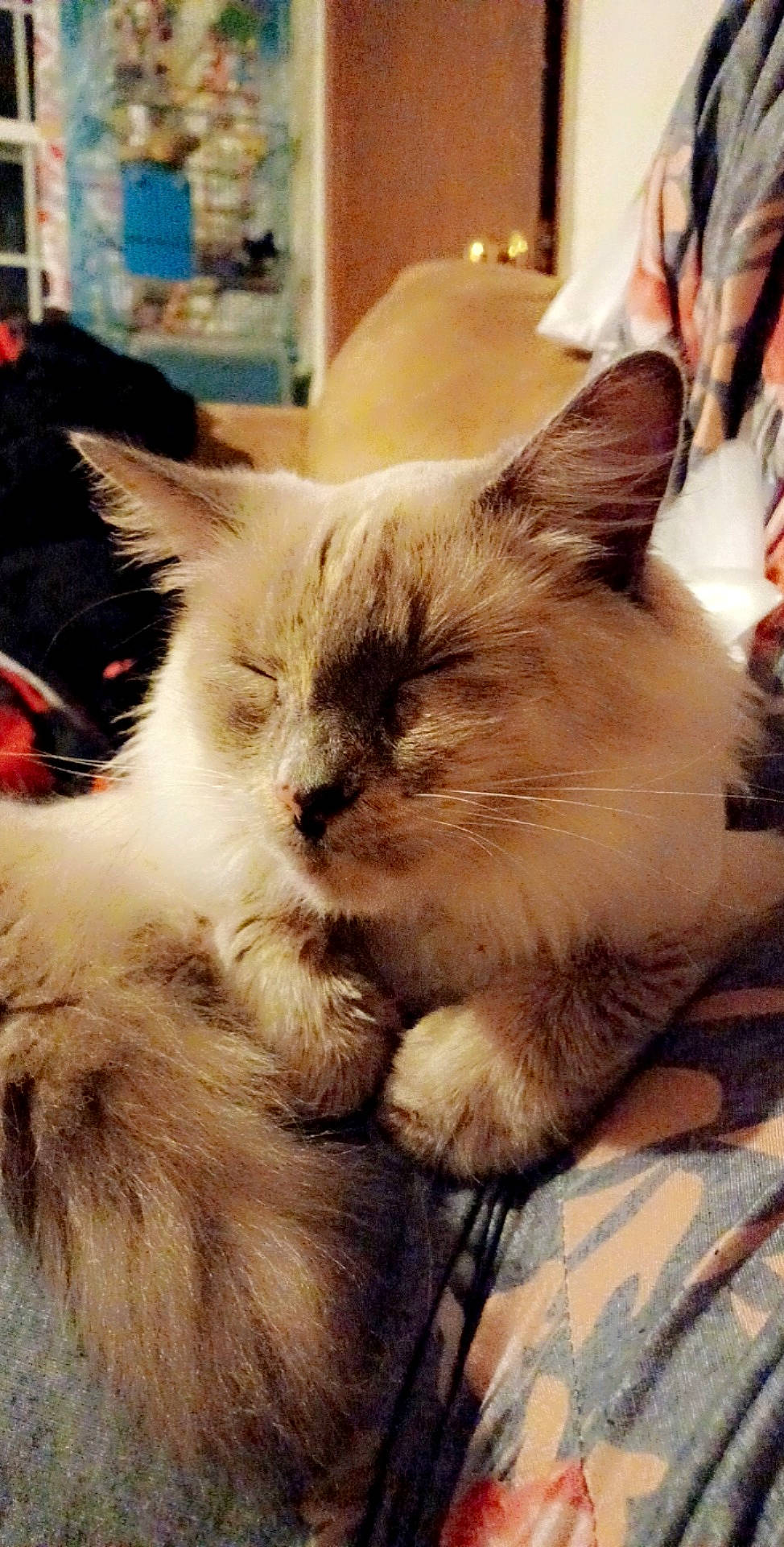 Bella joined the competition — help win amazing prizes! birman, box, carnivore, cat, claw, comfort, fawn, felidae, fur, nap, paw, ragdoll, small_to_medium_sized_cats, snout, thai, tonkinese, whiskers