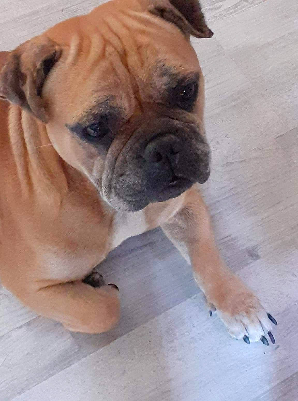 Loko a rejoint le concours — aidez-le/la à gagner de superbes lots ! ancient_dog_breeds, biting, boxer, canidae, carnivore, companion_dog, dog, dog_breed, dog_collar, fawn, flooring, hardwood, non_sporting_group, snout, sporting_group, whiskers, wood, working_animal, working_dog, wrinkle