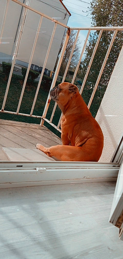 Loko a rejoint le concours — aidez-le/la à gagner de superbes lots ! animal_shelter, big_cats, cage, carnivore, companion_dog, dog_breed, fawn, felidae, mammal, pet_supply, room, sculpture, snout, stairs, tail, terrestrial_animal, vertebrate, whiskers, window, wood