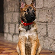 Valko participe au concours pour gagner de l'argent avec cette photo : dog, puppy, german_shepherd, sitting, portrait, red_collar, bow_tie, upright, ears, fur, black_mask, tan_coat, paws, outdoor, brick_wall, tile_floor, pet, canine, alert, cute
