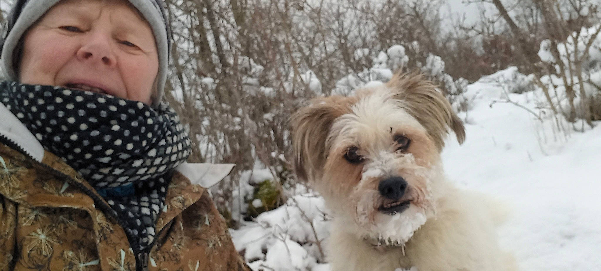 Lili a rejoint le concours — aidez-le/la à gagner de superbes lots ! carnivore, companion_dog, dog, dog_breed, freezing, fur, grass, maltepoo, pattern, people_in_nature, plant, precipitation, small_terrier, snow, sporting_group, terrier, toddler, toy_dog, tree, winter