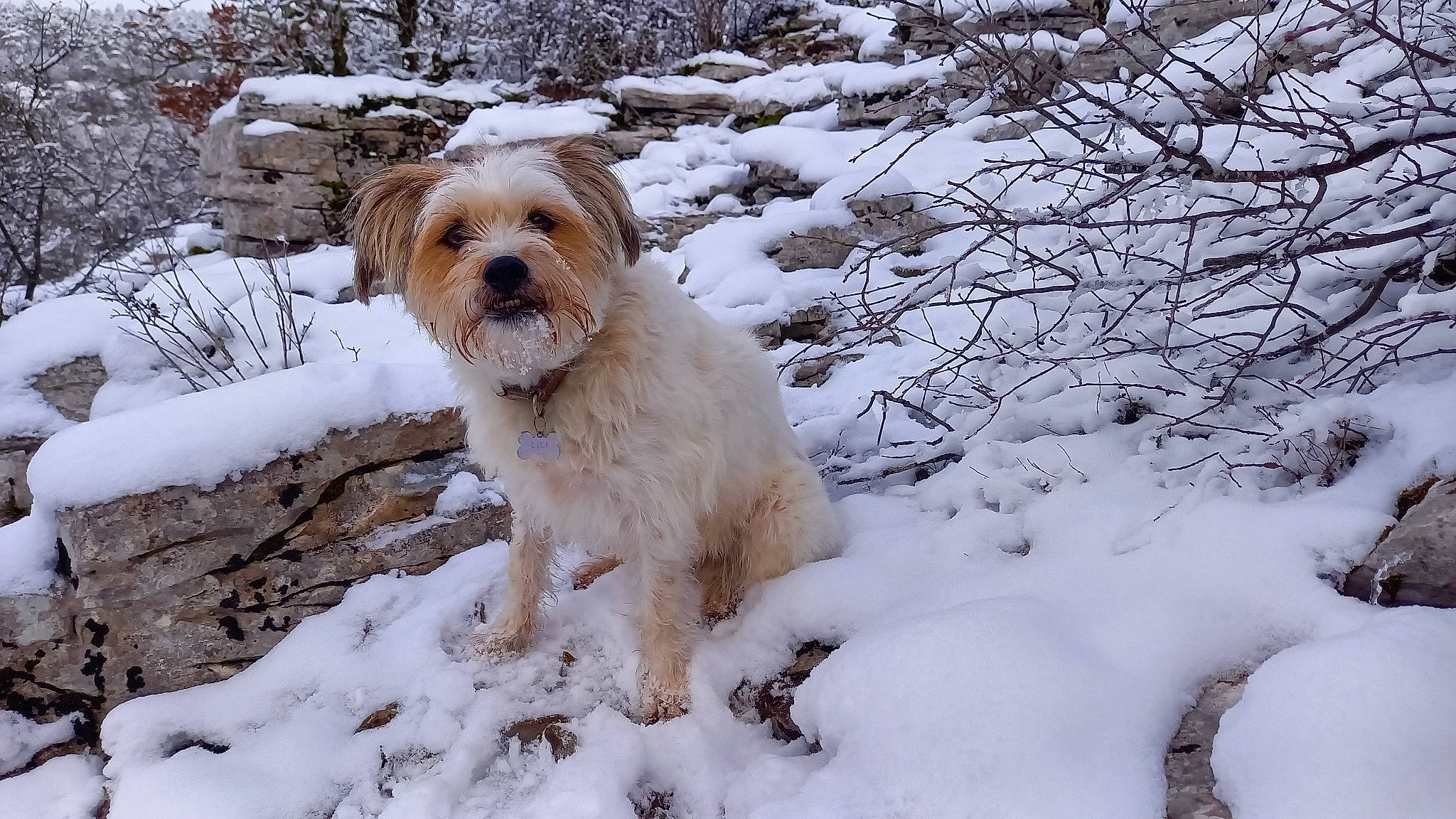 Lili participe au concours pour gagner de l'argent avec cette photo : canidae, carnivore, companion_dog, dog, dog_breed, freezing, fur, plant, precipitation, snow, sporting_group, tail, terrier, twig, water_dog, winter