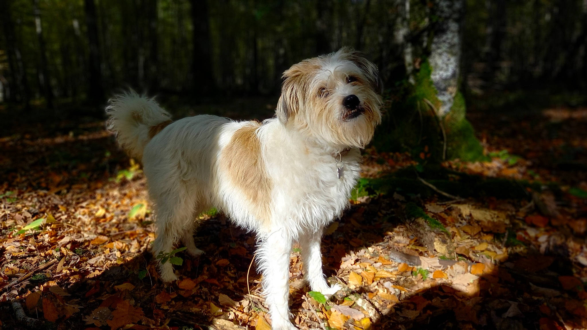 Lili a rejoint le concours — aidez-le/la à gagner de superbes lots ! canidae, carnivore, companion_dog, dog, dog_breed, fawn, grass, liver, mal_shi, maltepoo, plant, puppy, small_terrier, snout, sporting_group, tail, terrier, toy_dog, tree, working_animal