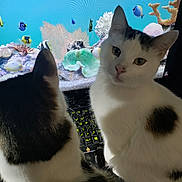 Catington joined the competition — help win amazing prizes! cat, cats, indoor, screen, aquarium, fish, colorful, coral, keyboard, curious, white_fur, black_spots, pet, animal, closeup, monitor, technology, heart_shaped_spot, domestic_cat, looking