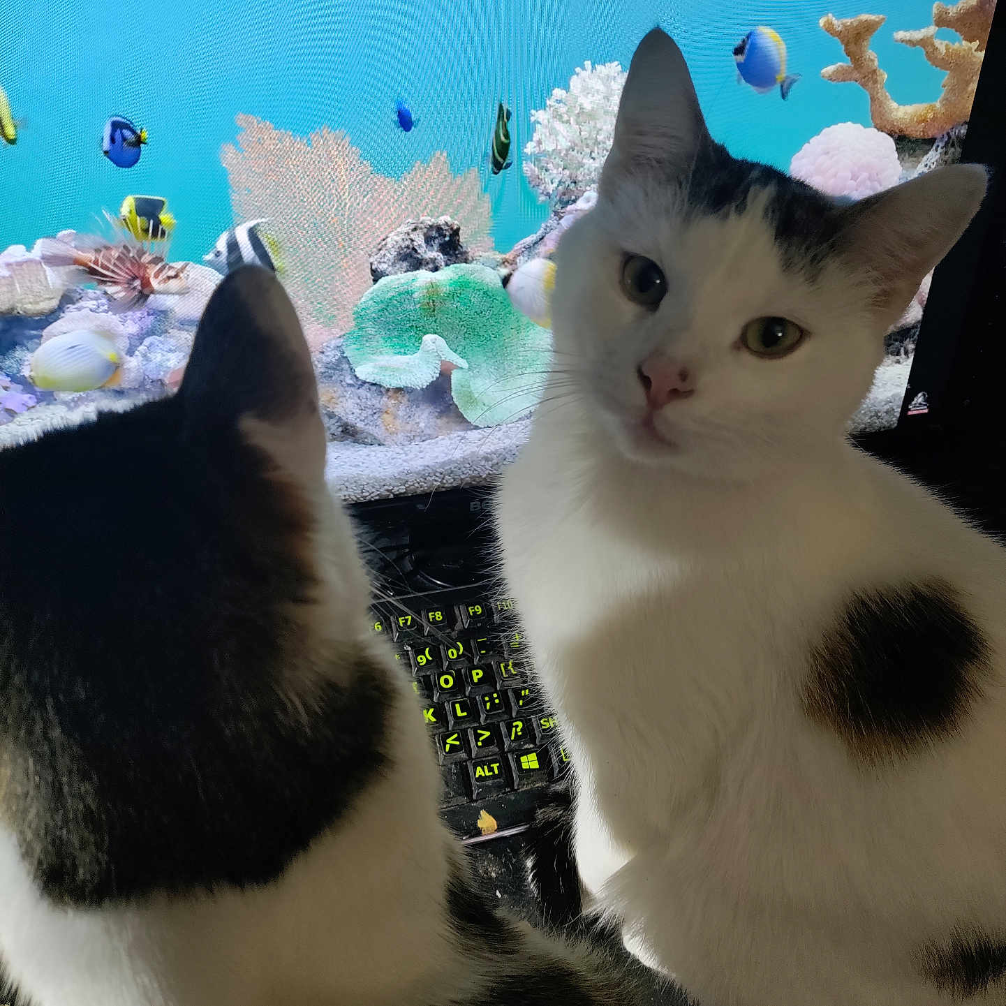 Catington joined the competition — help win amazing prizes! cat, cats, indoor, screen, aquarium, fish, colorful, coral, keyboard, curious, white_fur, black_spots, pet, animal, closeup, monitor, technology, heart_shaped_spot, domestic_cat, looking