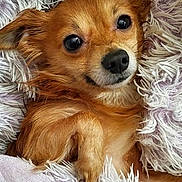 Keiko is registered to the contest to win money with this photo: animal, brown_fur, close_up, companion, cozy, cute, cute_pet, dog, domestic_animal, face, fluffy_blanket, furry, indoor, pet, portrait, relaxed, resting, sleepy, small_dog, soft_texture