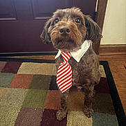 Ace is registered to the contest to win money with this photo: dog, brown_dog, tie, collar, indoor, rug, door, carpet, pet, animal, sitting, looking_up, cute, portrait, floor, wood_floor, patchwork_rug, house, domestic, attentive