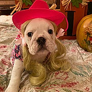 Annie Oakley joined the competition — help win amazing prizes! adorable, animal, autumn, blanket, blonde_hair, costume, cute, decor, dog, face, floral_pattern, hat, indoor, lying_down, pet, pink, pumpkin, puppy, ribbons, wig