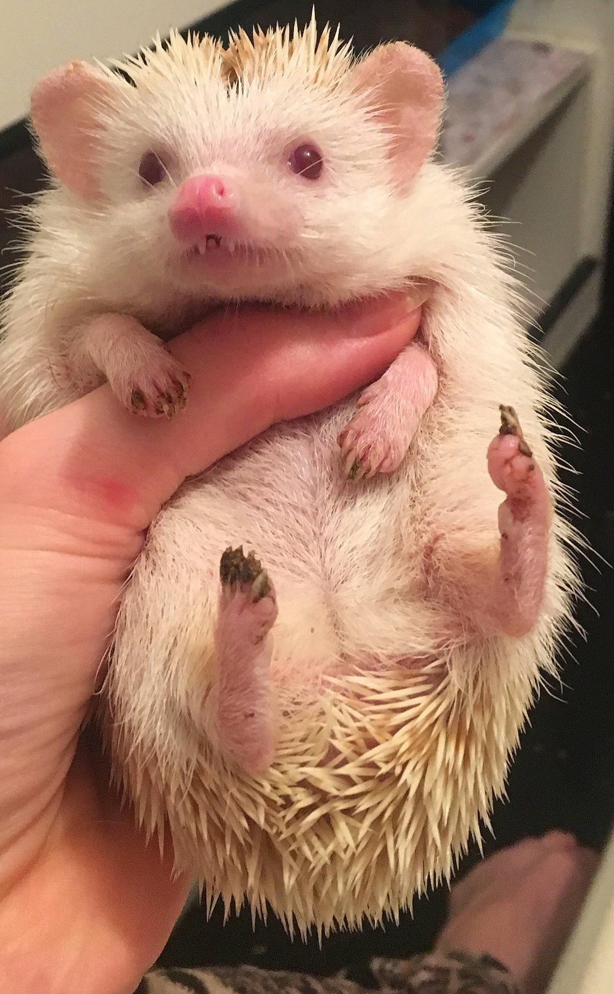 Hetty is registered to the contest to win money with this photo: domesticated_hedgehog, dormouse, erinaceidae, fauna, ferret, fur, hamster, hedgehog, mammal, mouse, mustelinae, porcupine, rat, snout, virginia_opossum, weasel, whiskers