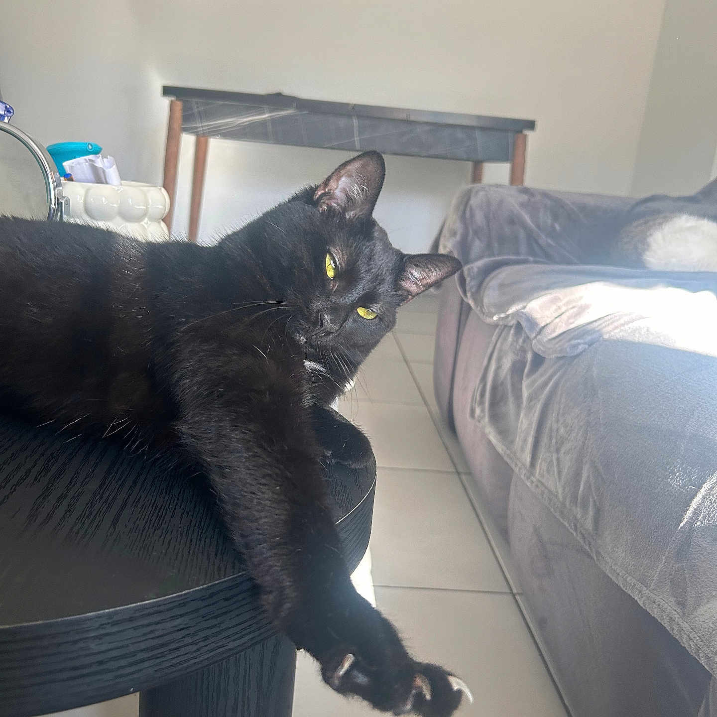 Bobby a rejoint le concours — aidez-le/la à gagner de superbes lots ! animal, black_cat, cat, claws, cozy, domestic, ears, furniture, gray_sofa, indoor, living_room, pet, relaxed, sofa, stretching, sunlight, table, tile_floor, whiskers, yellow_eyes