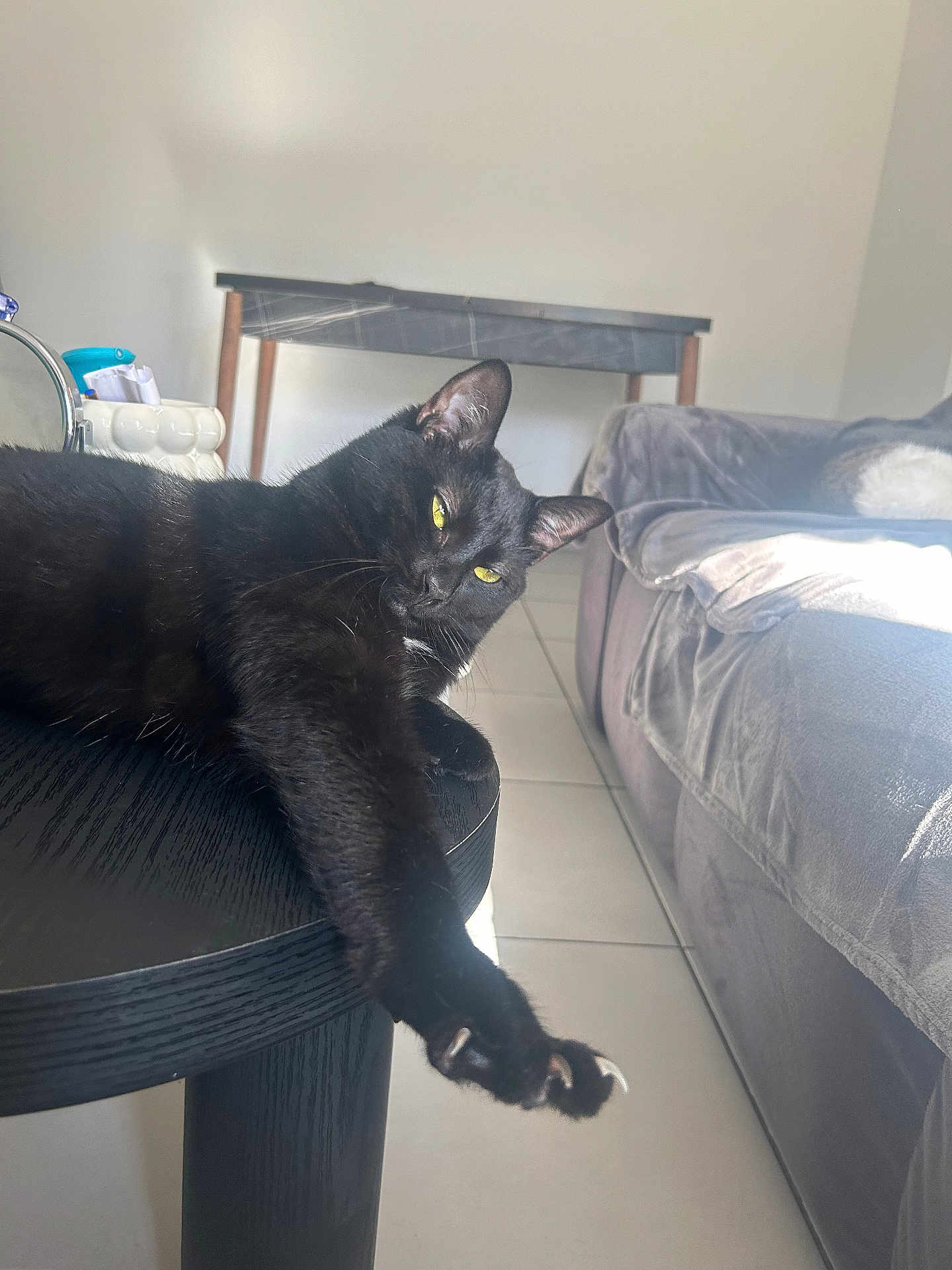 Bobby a rejoint le concours — aidez-le/la à gagner de superbes lots ! black_cat, cat, stretching, yellow_eyes, table, living_room, sofa, gray_sofa, furniture, tile_floor, indoor, pet, animal, claws, relaxed, sunlight, cozy, domestic, whiskers, ears