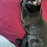Bobby a rejoint le concours — aidez-le/la à gagner de superbes lots ! black_cat, sleeping, cat, pet, feline, cozy, blanket, resting, animal, fur, whiskers, paw, tail, indoor, cute, relaxation, nap, domestic_cat, soft, peaceful