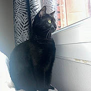 Shadow participe au concours pour gagner de l'argent avec cette photo : animal, black_cat, cat, cozy, curtain, domestic_animal, feline, fluffy_blanket, furniture, green_eyes, home, indoor, looking_outside, pet, quiet_moment, sitting, soft_texture, sunlight, whiskers, window