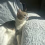 Rajah participe au concours pour gagner de l'argent avec cette photo : cat, indoor, sunlight, relaxing, white_blanket, cozy, feline, soft_fur, resting, peaceful, domestic_cat, pet, texture, calm, closeup, light_and_shadow, animal, comfort, home, sunbeam