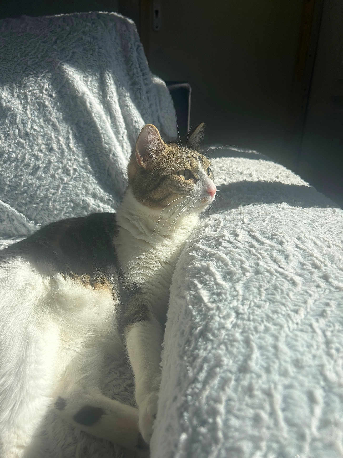 Rajah participe au concours pour gagner de l'argent avec cette photo : cat, indoor, sunlight, relaxing, white_blanket, cozy, feline, soft_fur, resting, peaceful, domestic_cat, pet, texture, calm, closeup, light_and_shadow, animal, comfort, home, sunbeam