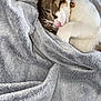 Rajah participe au concours pour gagner de l'argent avec cette photo : cat, sleeping, blanket, cozy, fur, tabby, white_paws, pink_nose, indoor, resting, cute, pet, animal, soft, relaxation, comfort, collar, bell, closeup, snuggling
