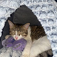 Rajah participe au concours pour gagner de l'argent avec cette photo : cat, sleeping, pet_bed, plush_toy, cozy, indoor, furry, tabby_cat, white_fur, purple_toy, resting, cute, animal, domestic_cat, soft_texture, nap, feline, fur_pattern, pet_accessory, relaxed