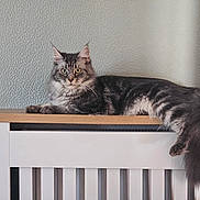Wanda is registered to the contest to win money with this photo: cat, tabby_cat, feline, pet, indoor, lounging, green_eyes, fluffy, long_tail, wooden_surface, radiator_cover, white_furniture, textured_wall, gray_fur, relaxed, animal, cute, domestic_cat, portrait, resting