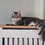 cat, tabby_cat, feline, pet, indoor, lounging, green_eyes, fluffy, long_tail, wooden_surface, radiator_cover, white_furniture, textured_wall, gray_fur, relaxed, animal, cute, domestic_cat, portrait, resting