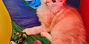 Simba is registered to the contest to win money with this photo: kitten, cat, play_tent, toy, colorful, fluffy, pet, indoor, curious, orange, green, purple, red, yellow, spring_toy, ball, mouse_toy, relaxed, cute, animal
