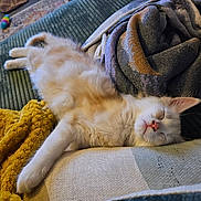 Simba joined the competition — help win amazing prizes! kitten, cat, sleeping, couch, blanket, fur, cozy, indoor, pet, relaxation, soft, whiskers, cute, domestic_animal, feline, nap, comfort, resting, home, animal