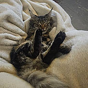 Agatha is registered to the contest to win money with this photo: cat, tabby, fluffy, relaxed, sleeping, paws, blanket, cozy, indoor, feline, soft, comfort, resting, fur, pet, animal, cute, whiskers, tail, closeup