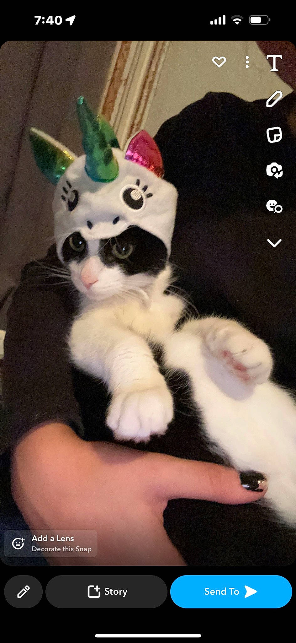 Pete is registered to the contest to win money with this photo: art, carnivore, cat, claw, companion_dog, costume_hat, fashion_accessory, fawn, felidae, fur, pattern, paw, photo_caption, plush, small_to_medium_sized_cats, snout, stuffed_toy, tail, toy, whiskers