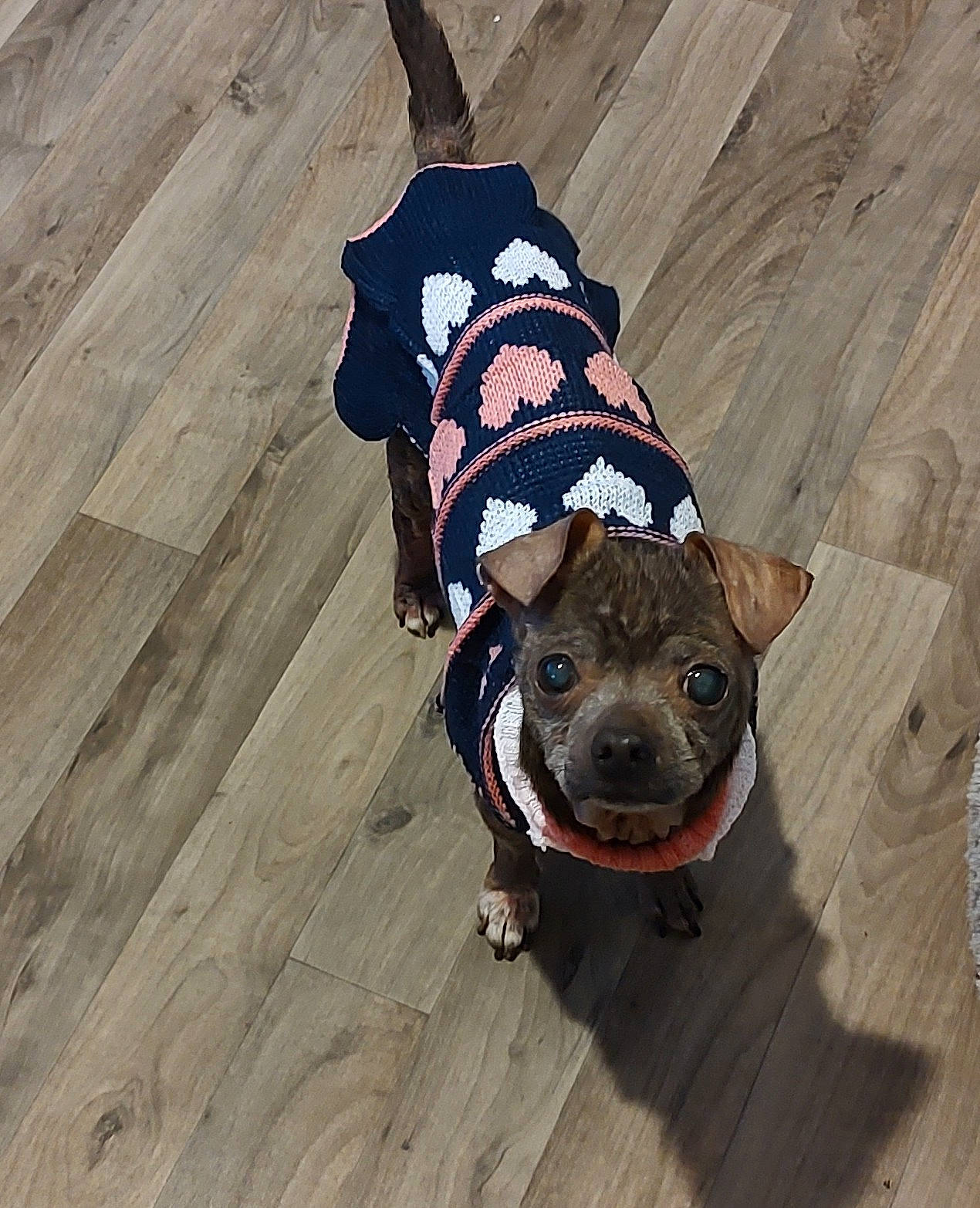 Lilibet joined the competition — help win amazing prizes! carnivore, collar, companion_dog, costume_hat, dog, dog_breed, dog_clothes, dog_collar, dog_supply, fawn, floor, flooring, hardwood, hat, leash, pet_supply, sleeve, snout, wood, working_animal