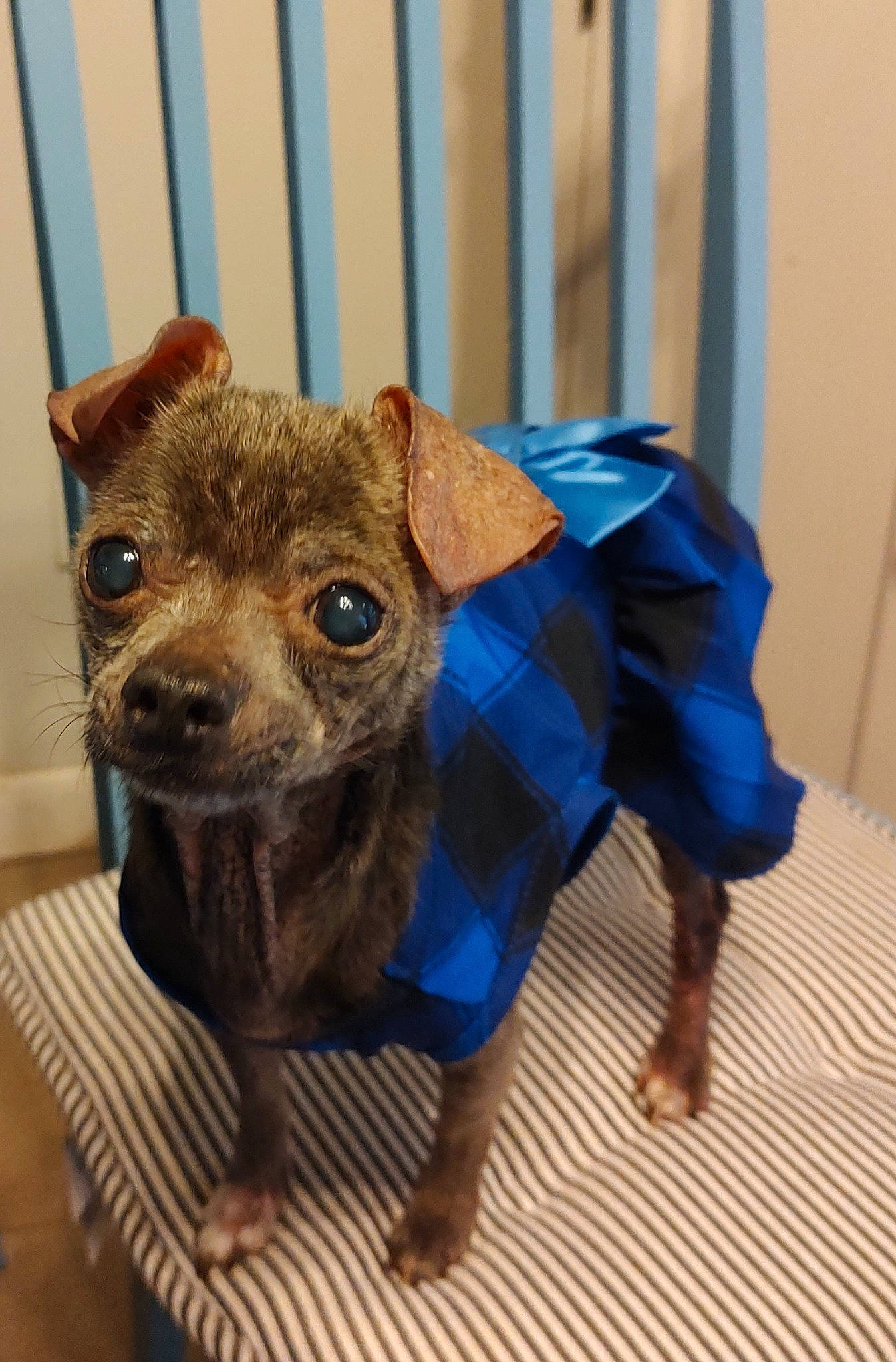 Lilibet joined the competition — help win amazing prizes! canidae, carnivore, companion_dog, dog, dog_breed, dog_clothes, dog_supply, electric_blue, fawn, fence, flooring, fur, liver, pet_supply, snout, sporting_group, terrestrial_animal, toy_dog, whiskers, working_animal