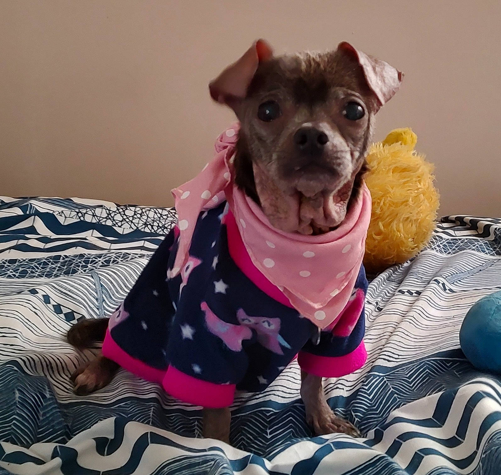 Lilibet is registered to the contest to win money with this photo: carnivore, chihuahua, collar, comfort, companion_dog, dog, dog_breed, dog_clothes, dog_collar, dog_supply, fawn, pet_supply, pink, sleeve, snout, sporting_group, terrier, toy_dog, whiskers, working_animal