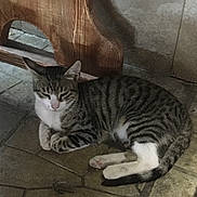 Snow participe au concours pour gagner de l'argent avec cette photo : animal, cat, cute, domestic, floor, furniture, indoor, paws, pet, quiet, relaxed, resting, sleepy, small, striped, tabby, tail, tile, whiskers, wood