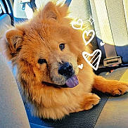 Nala joined the competition — help win amazing prizes! backseat, brown_fur, car_seat, chow_chow, close_up, cute, dog, fluffy, furry, happy, paw, pet, portrait, seatbelt, smiling, sticker_hearts, sunlight, tongue_out, travel, vehicle_interior