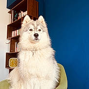 Saya participe au concours pour gagner de l'argent avec cette photo : dog, fluffy, chair, indoor, blue_wall, bookshelf, clock, pet, furniture, portrait, sitting, brown_eyes, white_fur, domestic_animal, house, home_decor, calm, cute, pet_portrait, companion