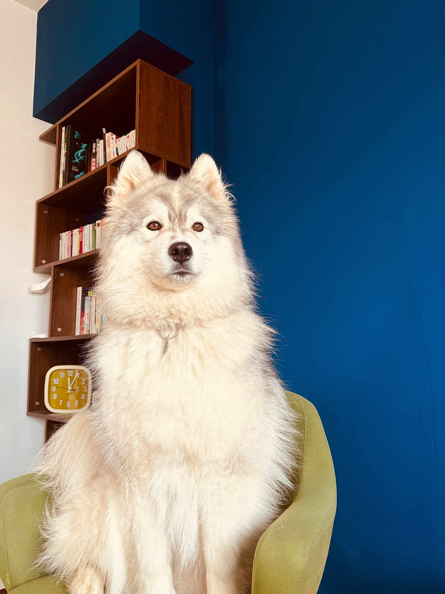Saya participe au concours pour gagner de l'argent avec cette photo : dog, fluffy, chair, indoor, blue_wall, bookshelf, clock, pet, furniture, portrait, sitting, brown_eyes, white_fur, domestic_animal, house, home_decor, calm, cute, pet_portrait, companion