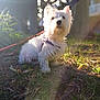 dog, white_dog, outdoor, grass, sunlight, leash, pet, animal, nature, fur, puppy, sitting, bokeh, daylight, canine, cute, small_dog, park, sunshine, portrait