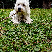 Yuna participe au concours pour gagner de l'argent avec cette photo : dog, white_dog, grass, stick, outdoor, nature, greenery, tree, bushes, building, balcony, pet, animal, playing, lying_down, fur, canine, chewing, daylight, leaves