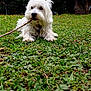 dog, white_dog, grass, stick, outdoor, nature, greenery, tree, bushes, building, balcony, pet, animal, playing, lying_down, fur, canine, chewing, daylight, leaves