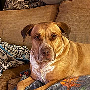 Mr. Cooper joined the competition — help win amazing prizes! animal, blanket, brown_dog, canine, companion, couch, cozy, dog, domestic_animal, ear, fur, furniture, indoor, living_room, mammal, pet, pillow, portrait, relaxed, snout