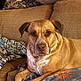 animal, blanket, brown_dog, canine, companion, couch, cozy, dog, domestic_animal, ear, fur, furniture, indoor, living_room, mammal, pet, pillow, portrait, relaxed, snout