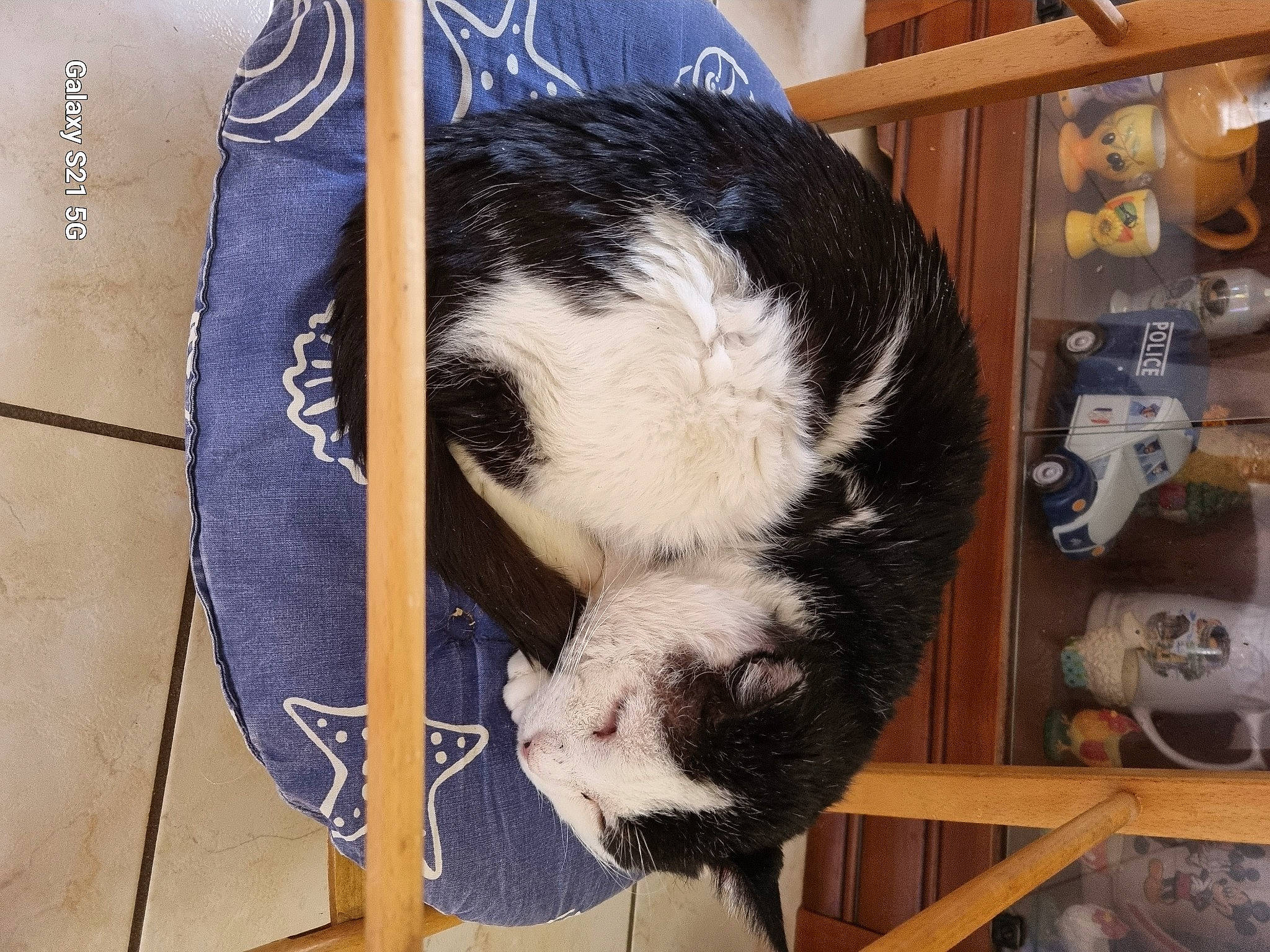 Manhattan a rejoint le concours — aidez-le/la à gagner de superbes lots ! animal_shelter, carnivore, cat, cat_supply, claw, comfort, dog_breed, domestic_short_haired_cat, electric_blue, felidae, fur, nap, pet_supply, small_to_medium_sized_cats, snout, sporting_group, tail, terrestrial_animal, whiskers, wood