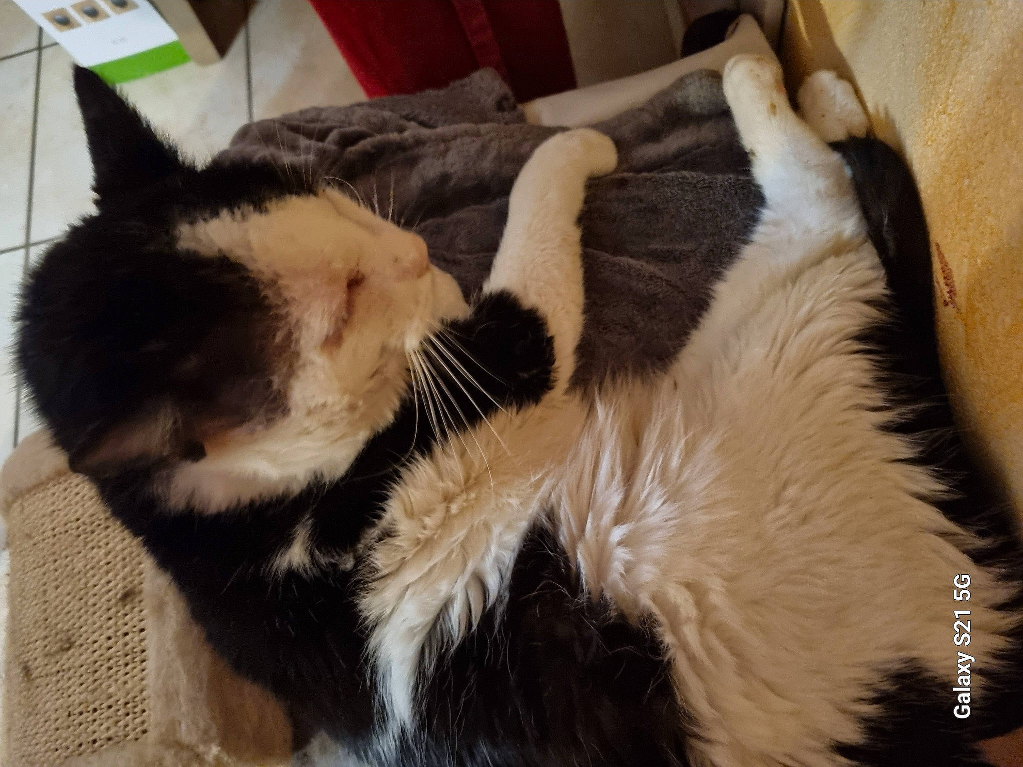 Manhattan participe au concours pour gagner de l'argent avec cette photo : box, cardboard, carnivore, carton, cat, claw, comfort, domestic_short_haired_cat, eye, felidae, foot, fur, lap, nap, paw, sleep, small_to_medium_sized_cats, snout, tail, whiskers