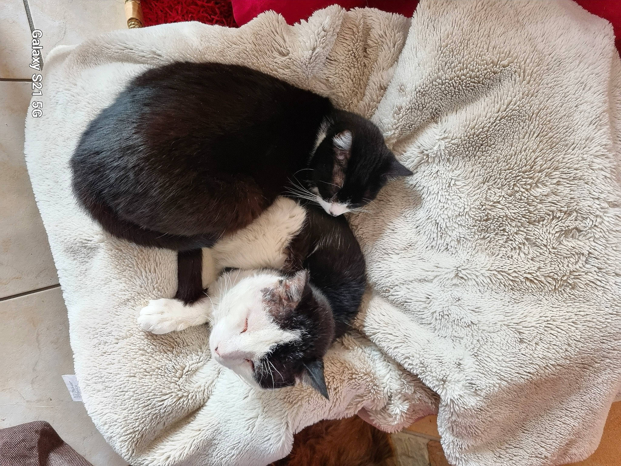 Manhattan a rejoint le concours — aidez-le/la à gagner de superbes lots ! canidae, carnivore, cat, cat_supply, claw, comfort, dog_breed, domestic_short_haired_cat, fawn, felidae, fur, grey, linens, nap, paw, plant, small_to_medium_sized_cats, snout, tail, whiskers