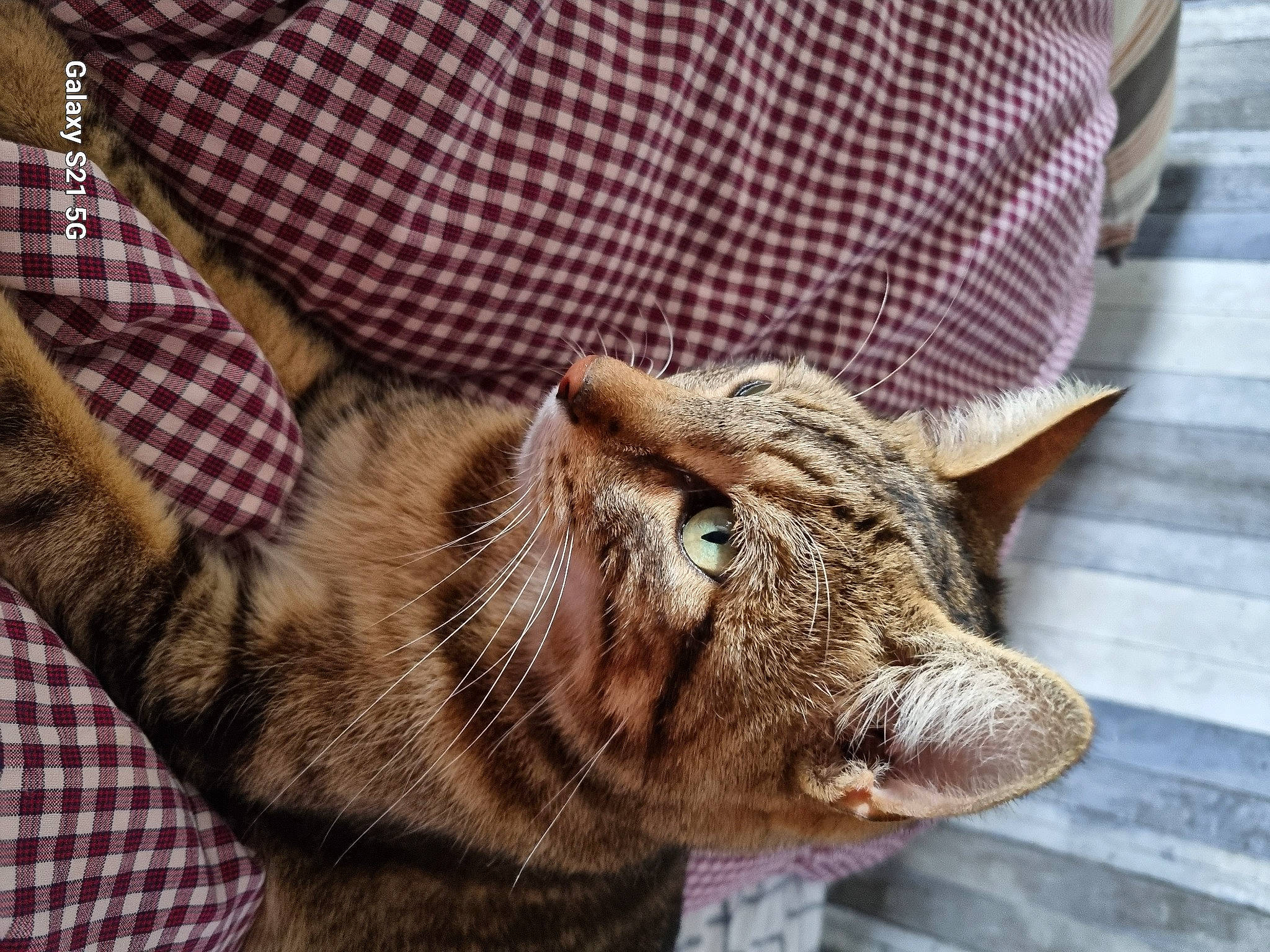 Sunny participe au concours pour gagner de l'argent avec cette photo : carnivore, cat, claw, comfort, domestic_short_haired_cat, fang, fawn, felidae, fur, nap, pattern, paw, plaid, small_to_medium_sized_cats, snout, tartan, terrestrial_animal, textile, whiskers, wildlife