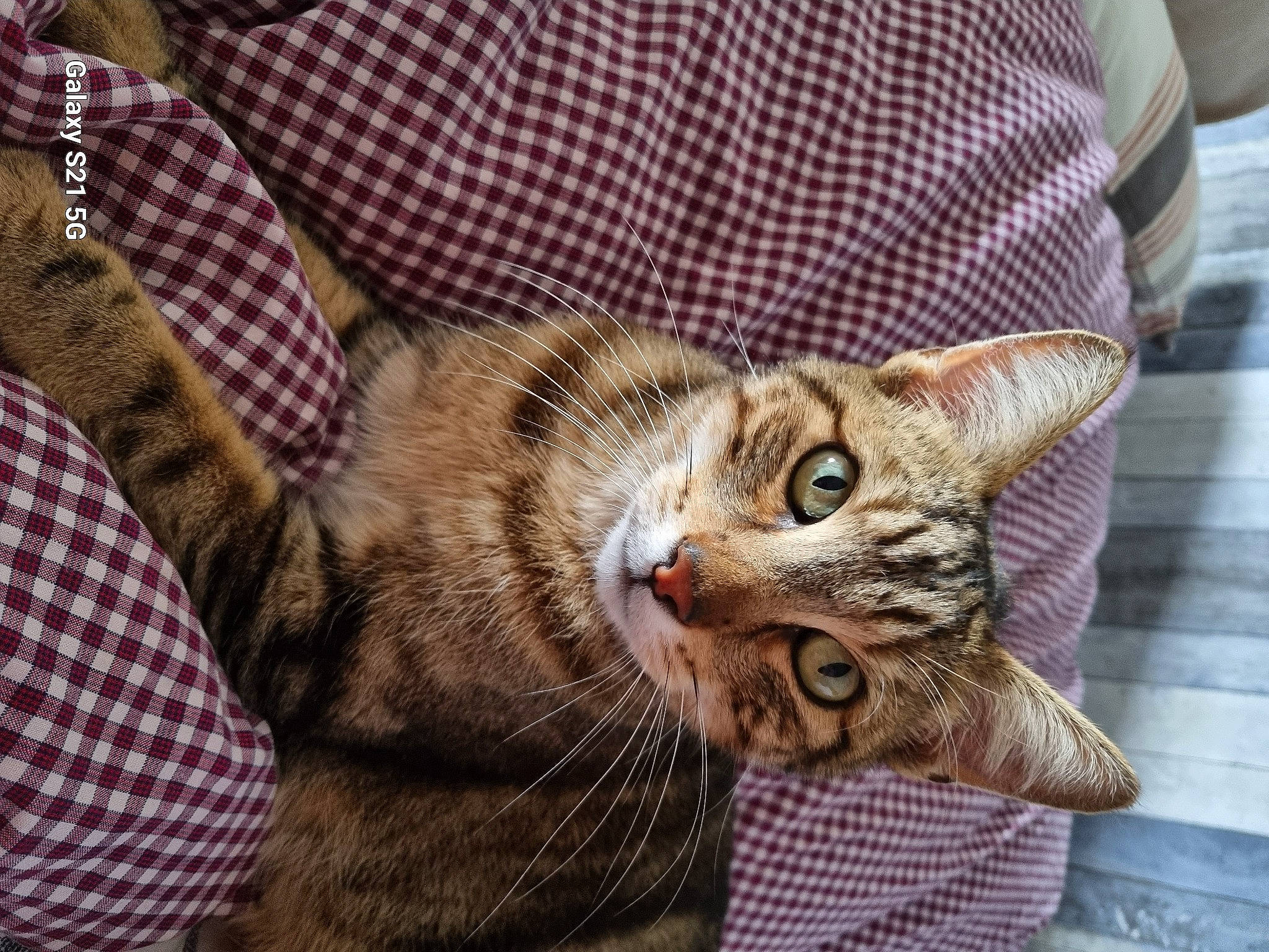 Sunny participe au concours pour gagner de l'argent avec cette photo : carnivore, cat, cat_supply, claw, comfort, domestic_short_haired_cat, door, ear, fawn, felidae, fur, pattern, paw, plaid, small_to_medium_sized_cats, snout, tail, tartan, whiskers, window