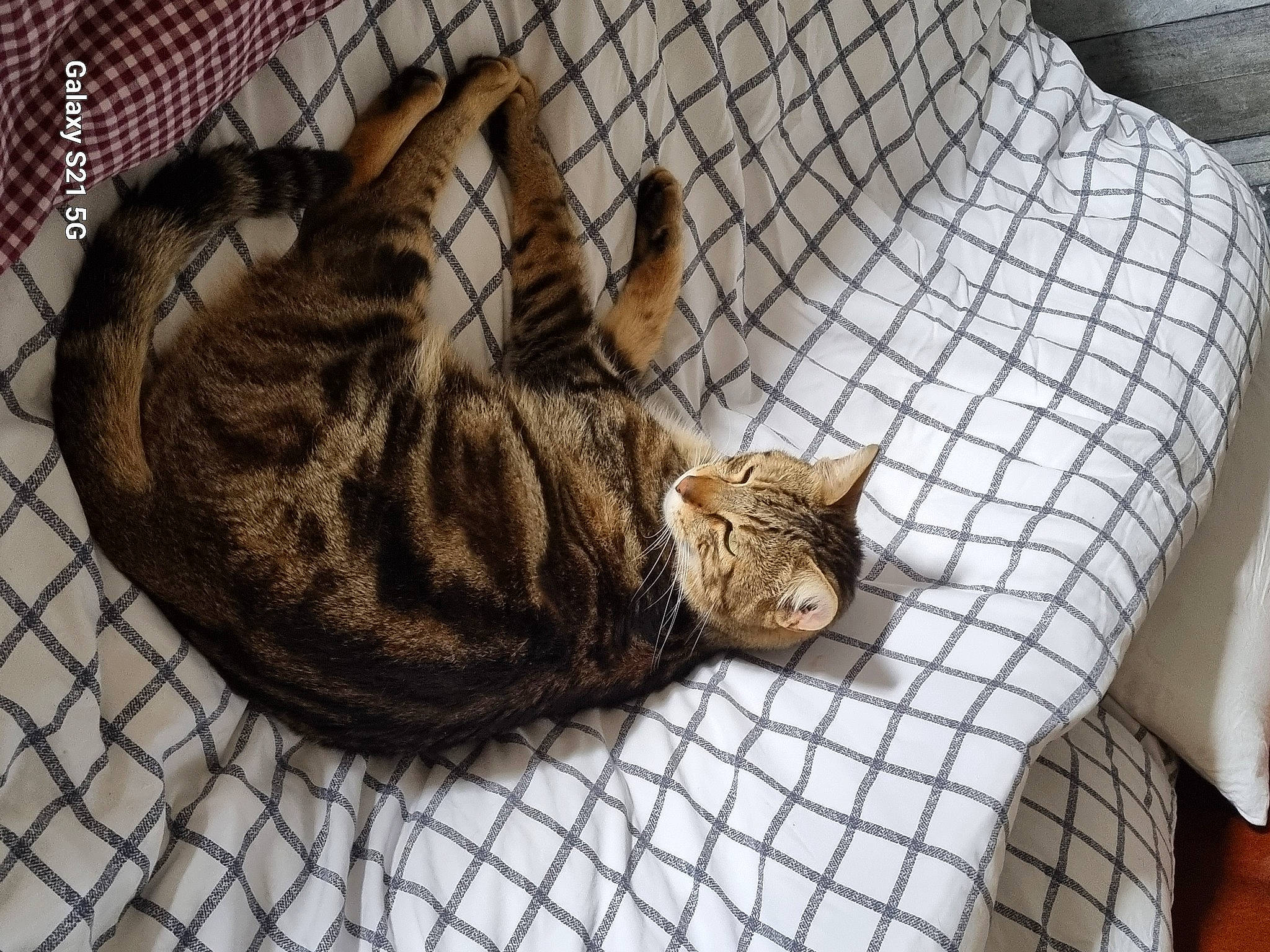 Sunny participe au concours pour gagner de l'argent avec cette photo : animal_shelter, carnivore, cat, comfort, domestic_short_haired_cat, fawn, felidae, flooring, fur, hardwood, mesh, nap, pattern, paw, pet_supply, small_to_medium_sized_cats, tail, terrestrial_animal, whiskers, wood